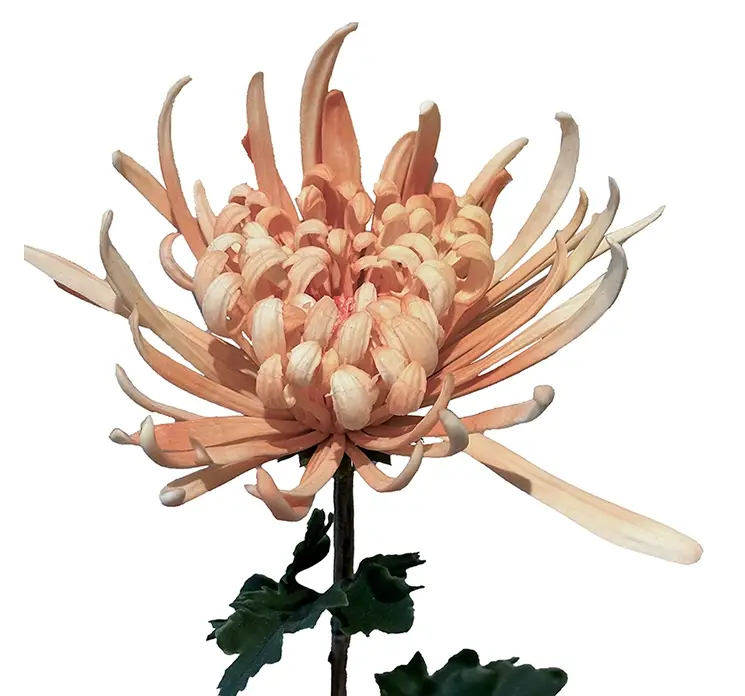 Krysantemum kunstig blomst af plast i fersken farvet closeup