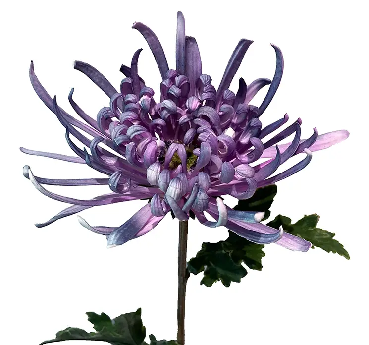 Krysantemum kunstig blomst af plast i lilla closeup
