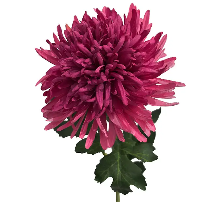 krysantemum kunstig blomst af plast i pink closeup