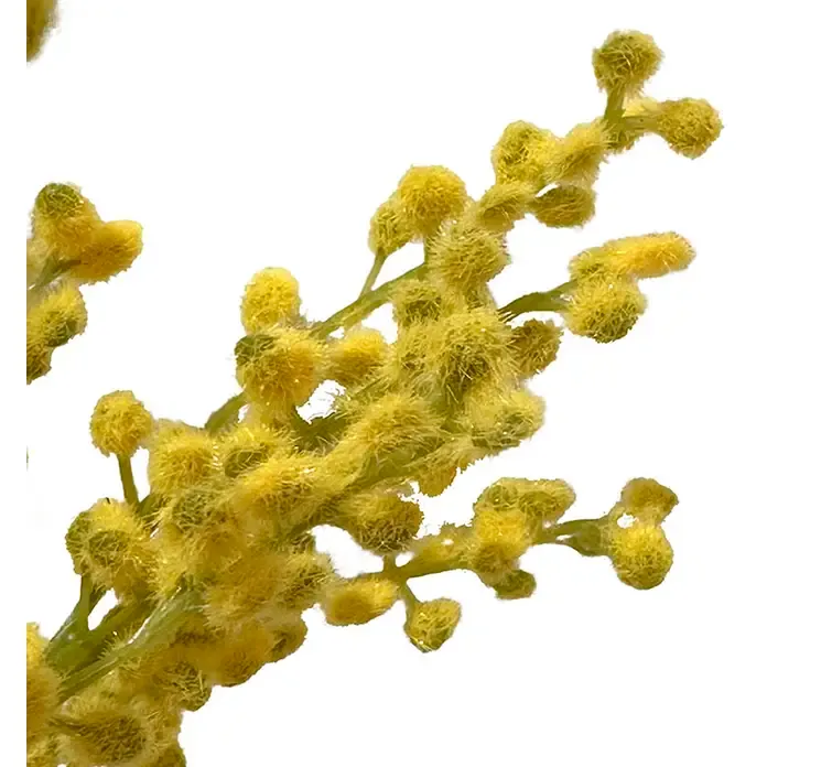 Kunstig mimosa blomst i gul af plast closeup