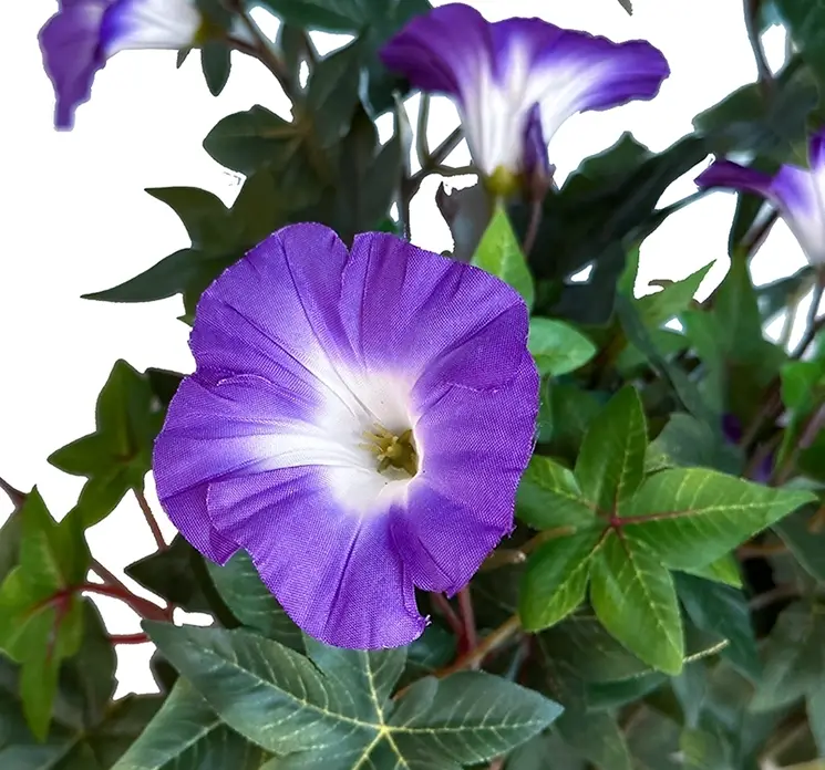 Petunia kunstig blomst også kaldet morning glory med lilla blomster closeup