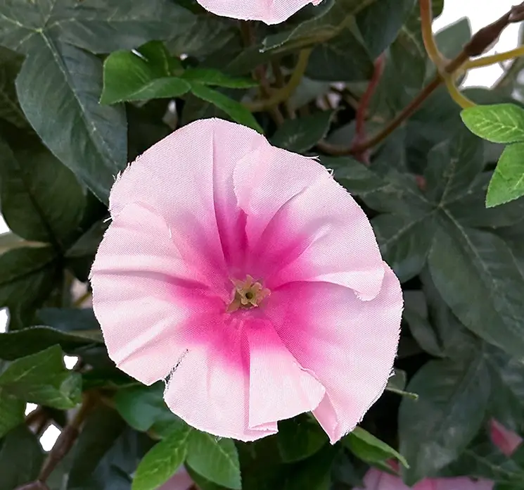 Petunia også kaldet morning glory af plast med lyserøde blomster closeup