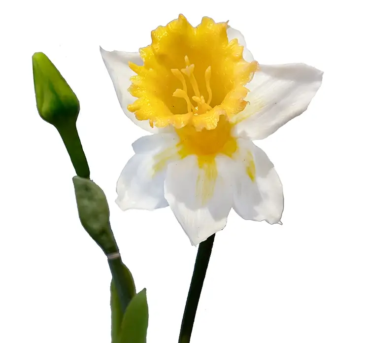 Påskelilje kunstig blomst af plast i hvid og gul closeup