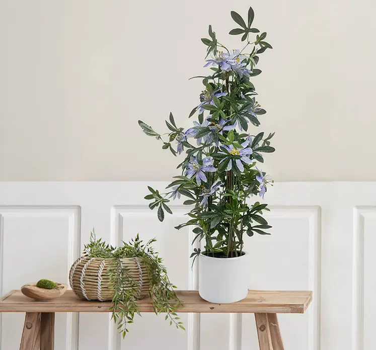 Passionsblomst i lilla i hvid potte af plast vist i stuemiljø