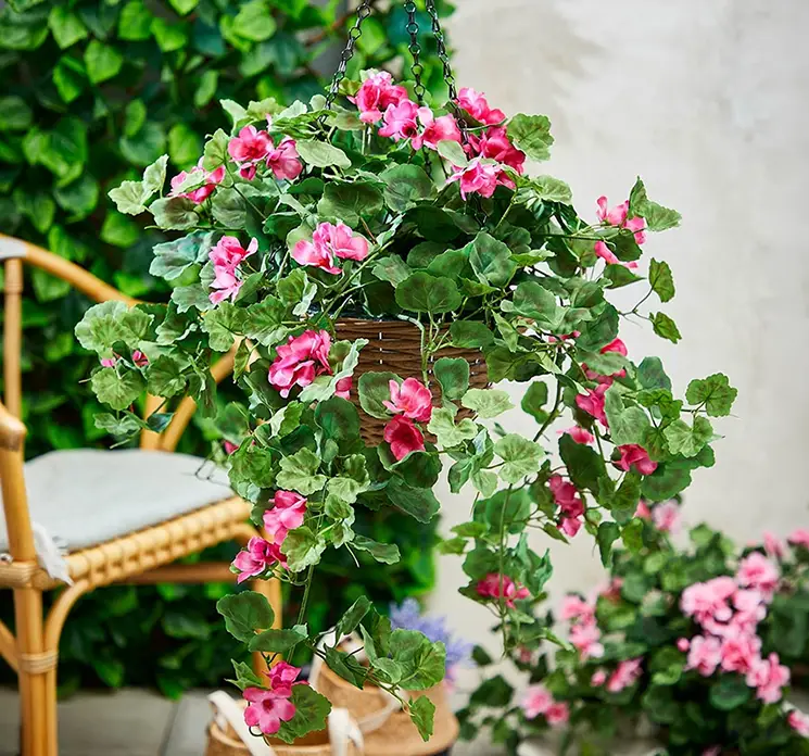 Pelargonie også kaldes storkenæb i fuchsia kunstig blomst af plast med kurv til ophæng vist i havemiljø