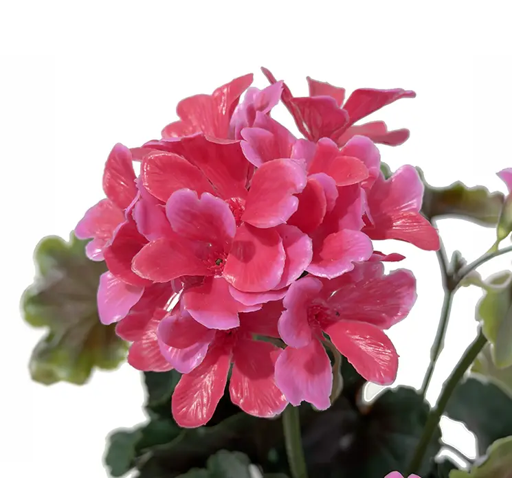 Pelargonie geranium kunstig blomst i fuchsia uv-beskyttet i plast closeup