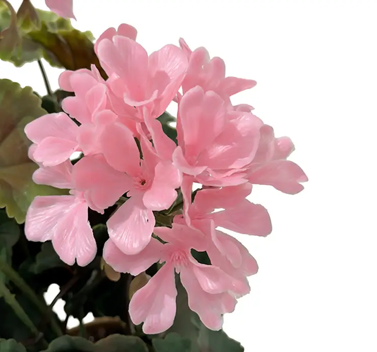 Pelargonie geranium kunstig blomst i lyserød uv-beskyttet plast closeup