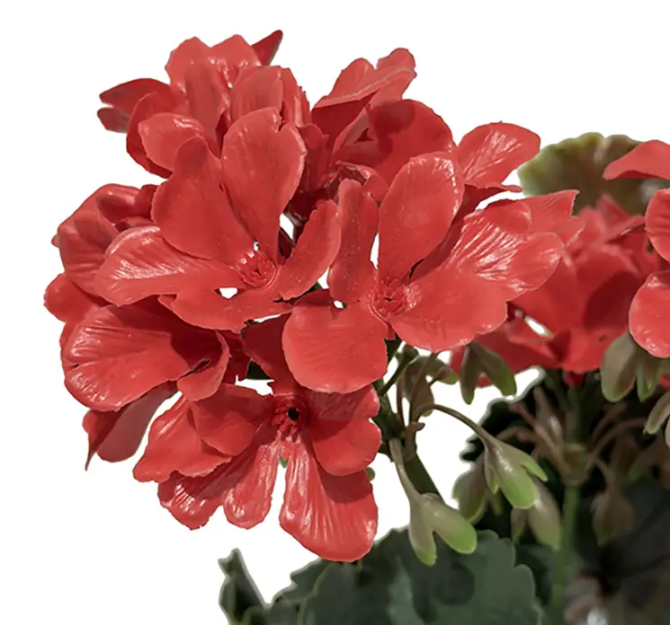 Pelargonie geranium kunstig blomst i rød uv-beskyttet plast closeup