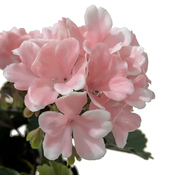 Pelargonie geranium kunstig blomst med lyserøde og hvide blomster uv-beskyttet plast closeup