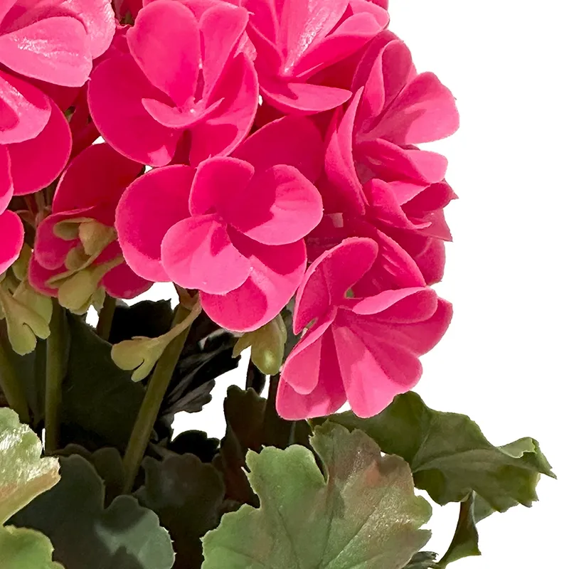 kunstig pinkfarvet pelargonie geranium i plast med uv beskyttelse closeup