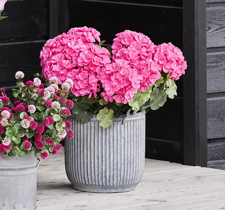 Pelargonie geranium kunstig blomst af plast uv-beskyttet i pink vist i krukke i terrasse miljø