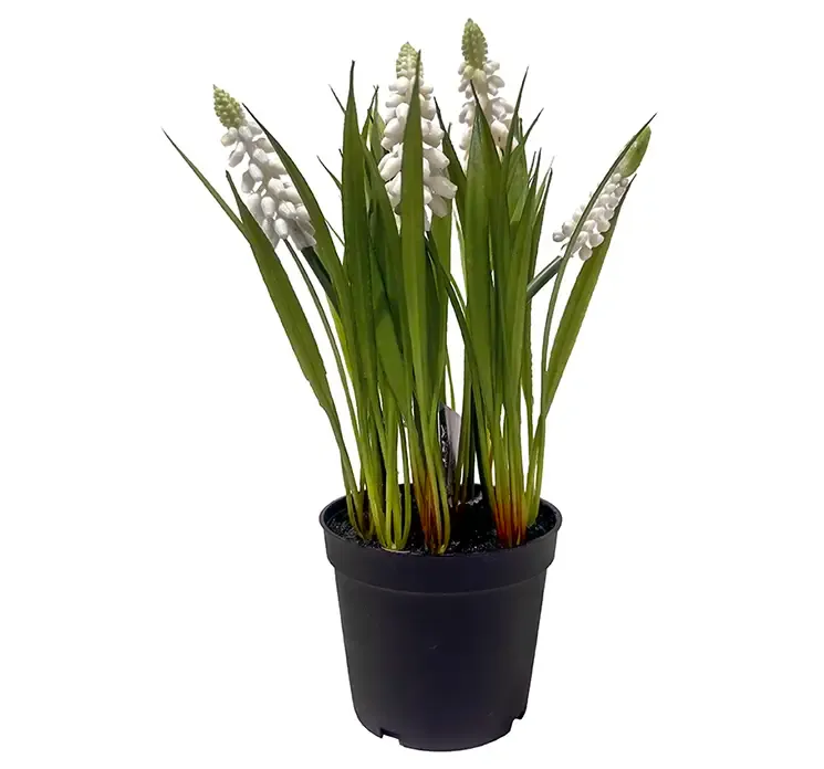 Kunstig perlehyacint i hvid i sort potte af plast