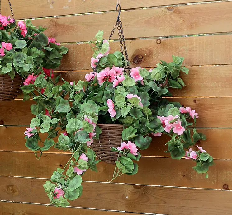 Pelargonie også kaldet geranium med kurv til ophæng kunstig uv-beskyttet blomst i lyserød vist hængende i udestue