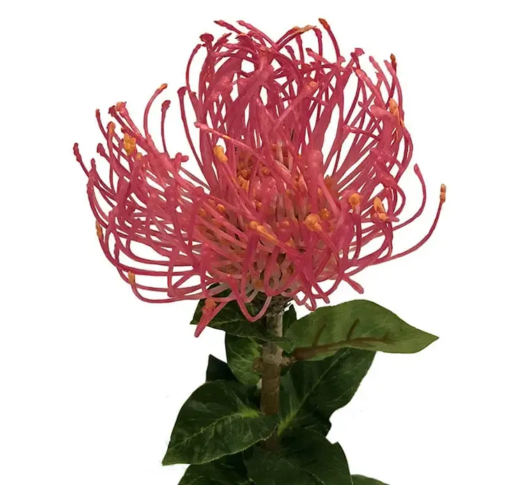 Kunstig protea blomst i orange og rød af plast closeup