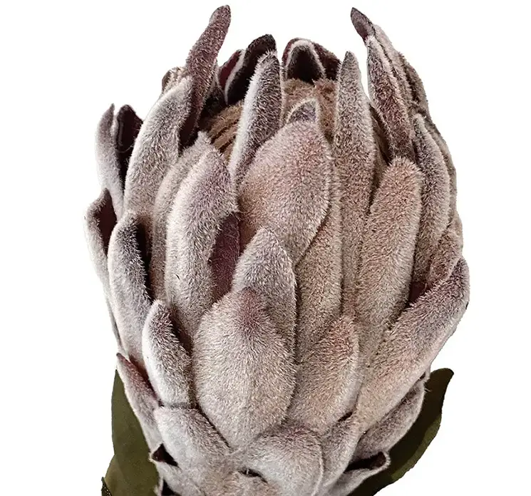 Protea kunstig blomst af plast i brun closeup