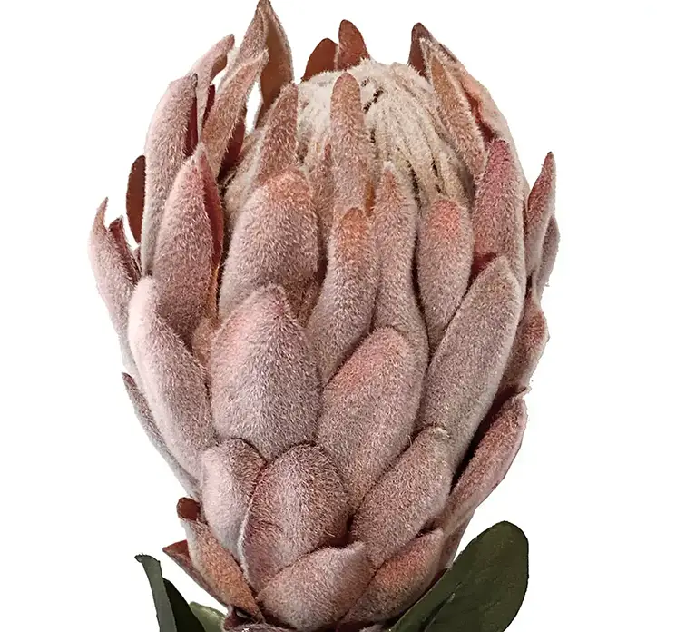 Protea tørret blomst af plast i fersken farvet closeup