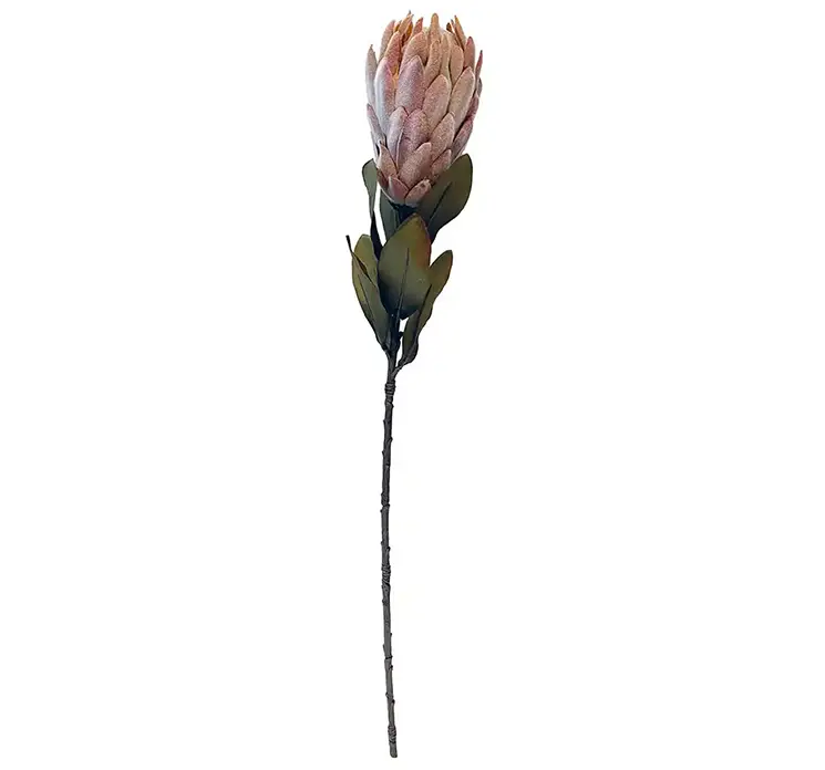 Protea tørret blomst af plast i fersken farvet