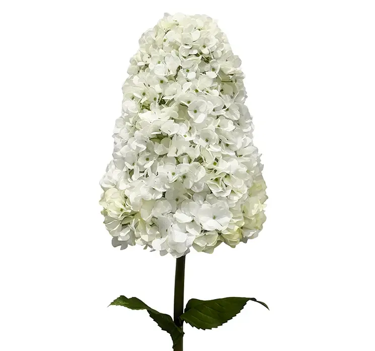 Kunstig syrenhortensia stor blomst i hvid af plast closeup