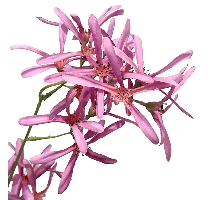 Kunstig troldnød også kaldet hammelis i lilla af plast closeup