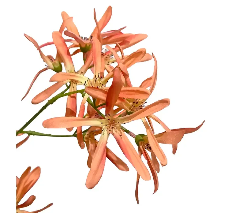 Kunstig troldnød også kaldet hammelis i orange af plast closeup