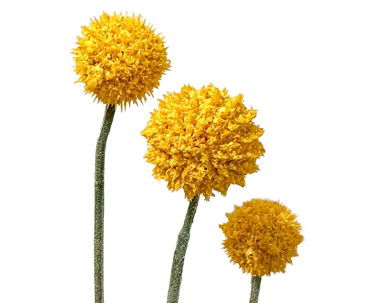 kunstig blomst trommestikke også kaldet craspedia i gul closeup