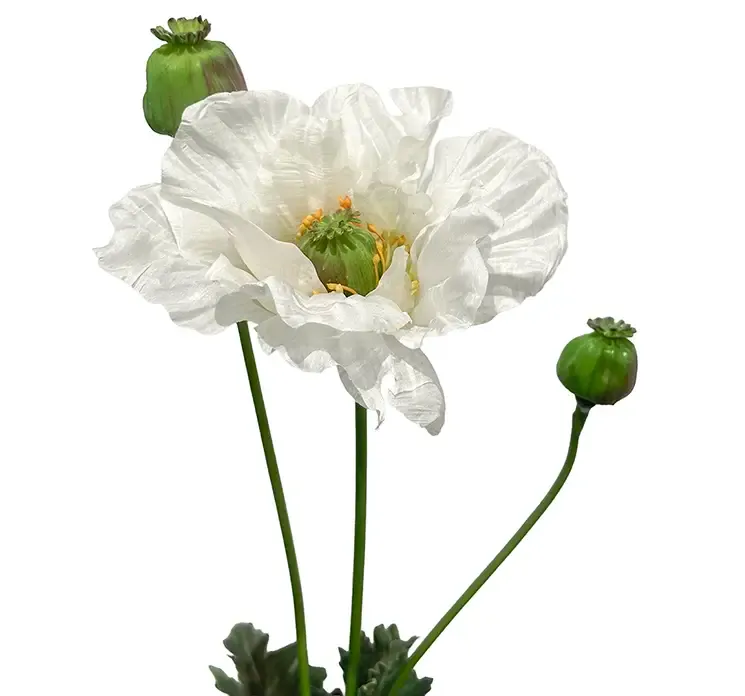 Kunstig valmue blomst i hvid closeup