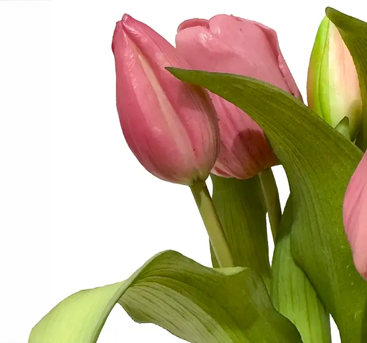 Kunstig tulipan buket af gummi i lys lilla closeup