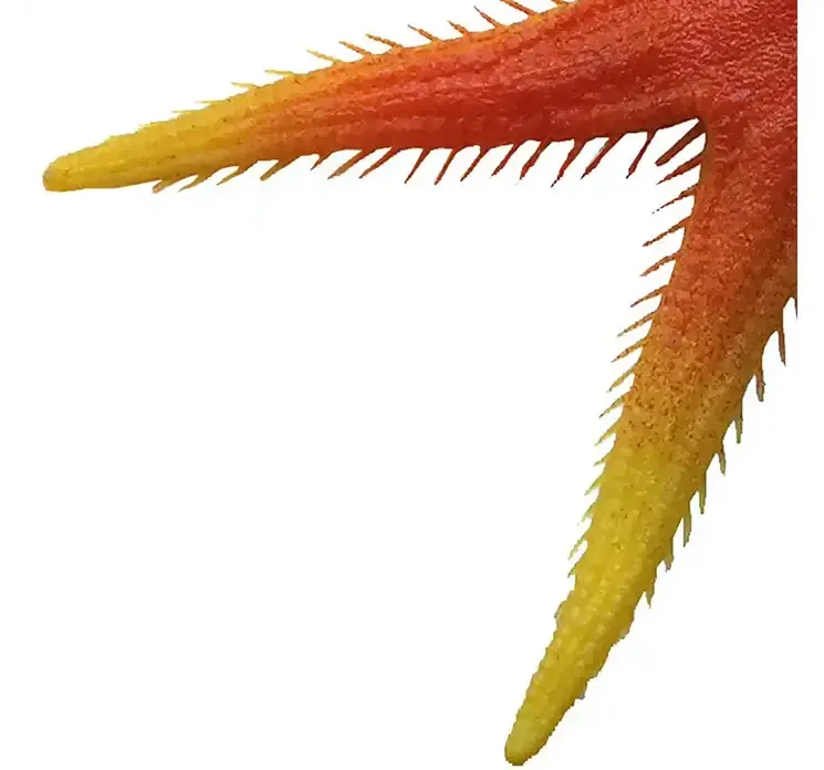 Søstjerne af plast i orange og gul kunstig dyr closeup