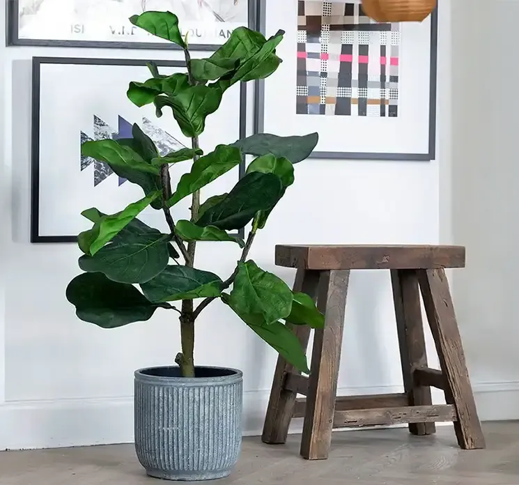 Kunstig figentræ i sort potte af plast vist i stue miljø med cement krukke