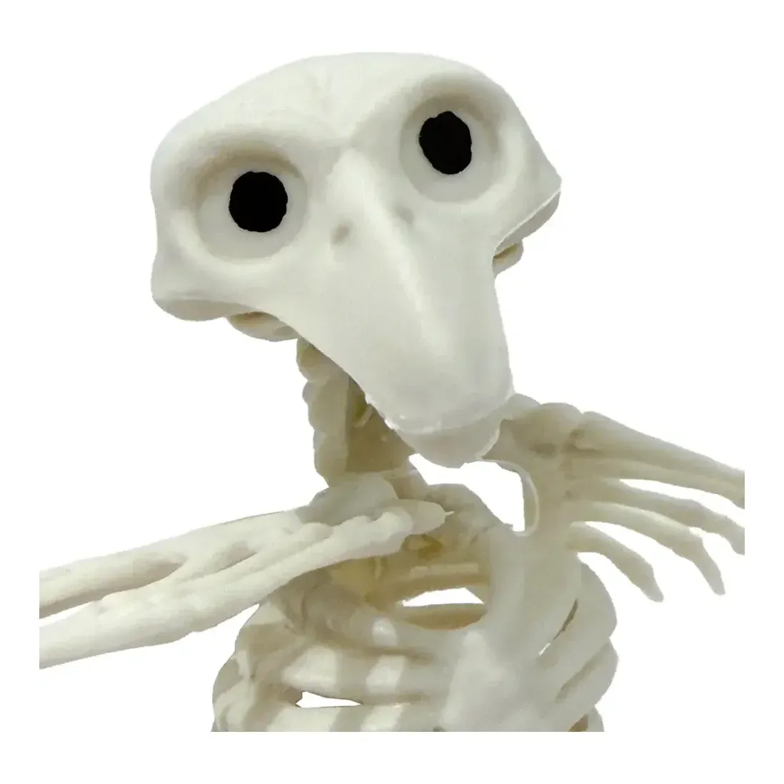 Fugl Krage skelet af plast i hvid med bevægelige dele closeup