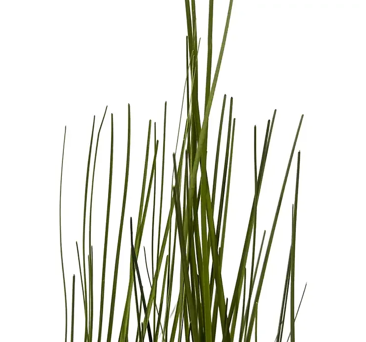 Kunstig bjørnegræs i sort potte af plast closeup