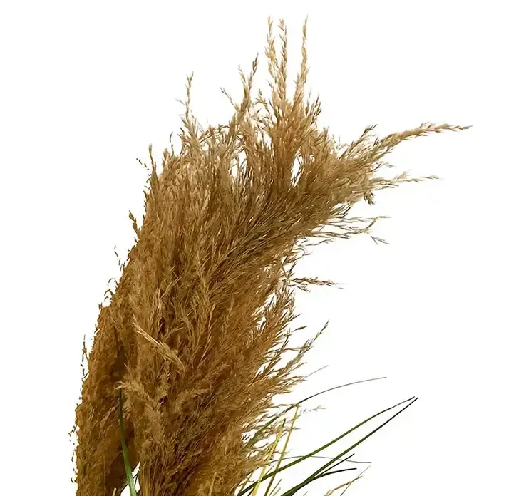 Kunstig fjergræs i sort potte af plast closeup af fjergræsset