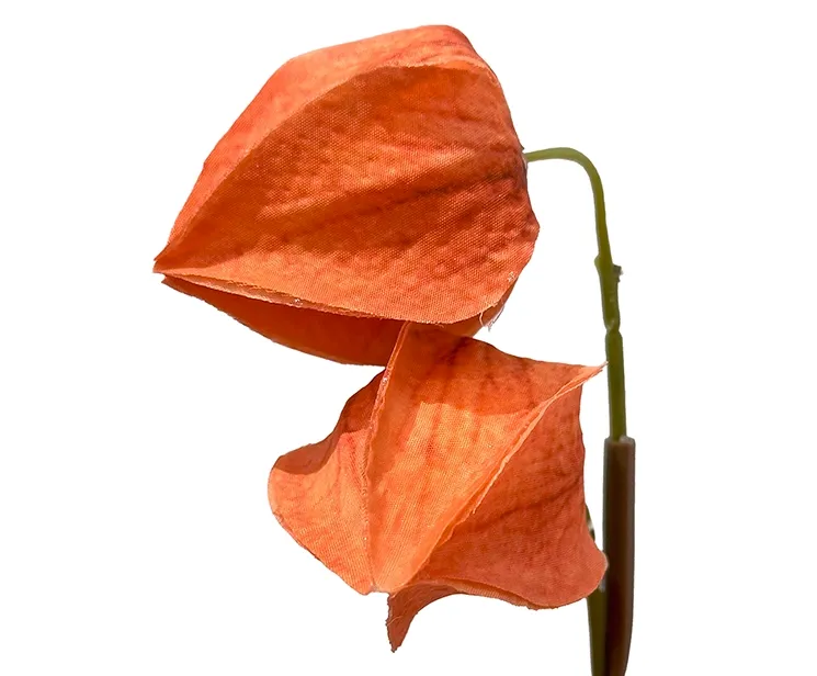 kunstig gren ananaskirsebær, også kaldet japansk lygte i orange closeup