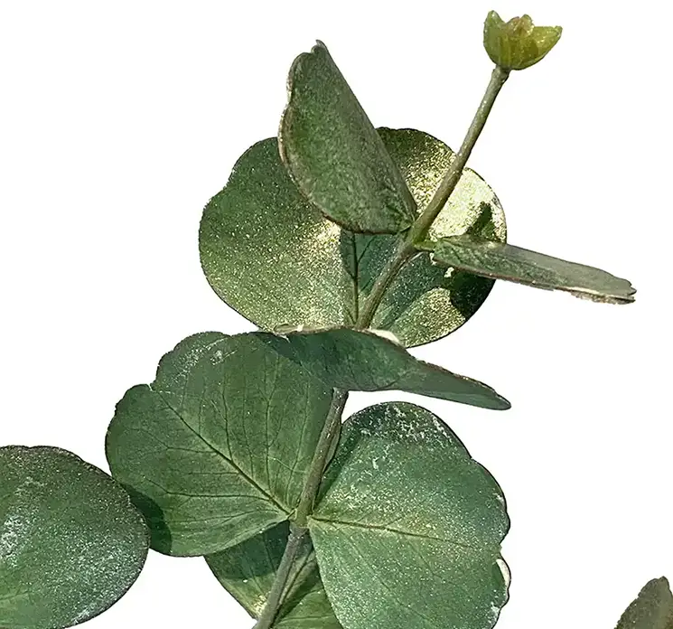 Eukalyptus kunstig gren af plast i grøn med guld drys 85cm closeup