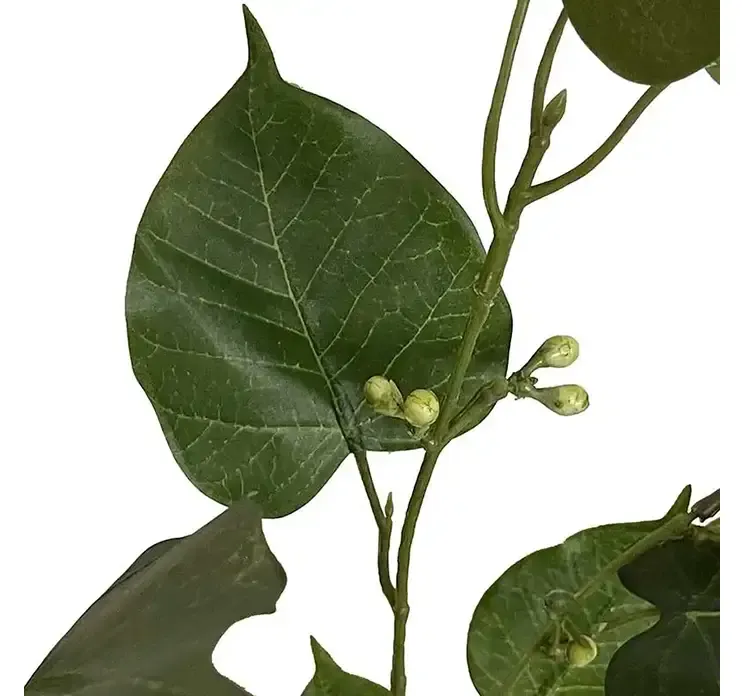 Kunstig hellig figen gren af plast i grøn closeup