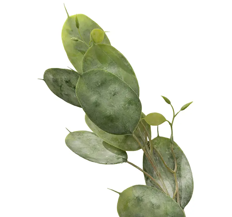 Judaspenge også kaldet lunaria kunstig gren af plast i grøn 70cm closeup