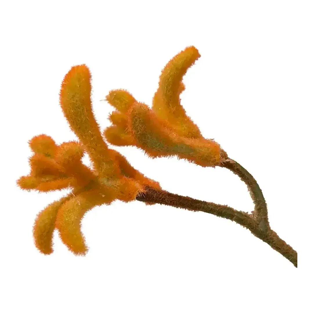 Kængurupote også kaldet anigozanthos kunstig gren af plast i orange closeup