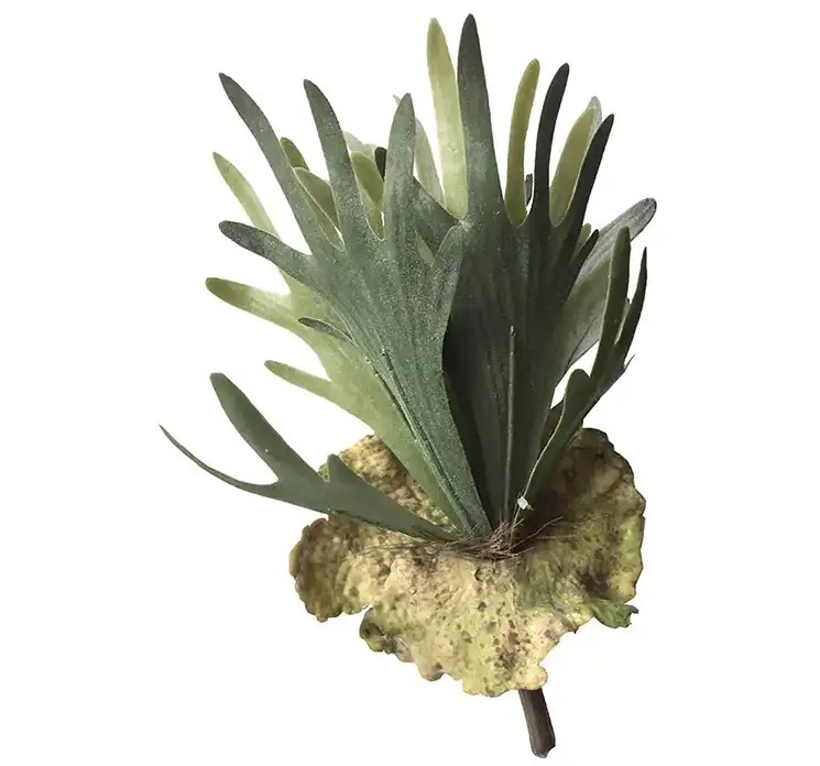 Hjortetaksbregne platcerium på stilk kunstig plante af plast i grøn 27cm