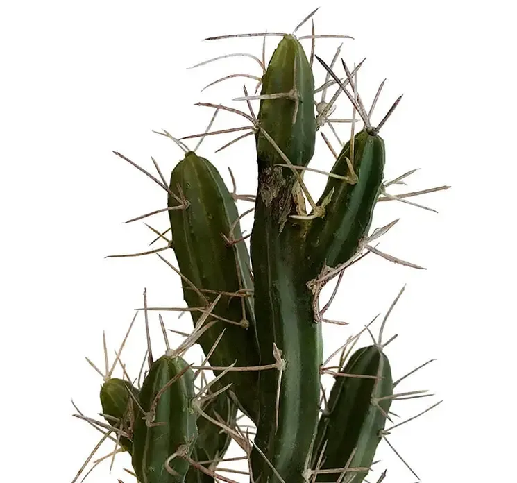 Kunstig kaktus stetsonia af plast closeup af nåle