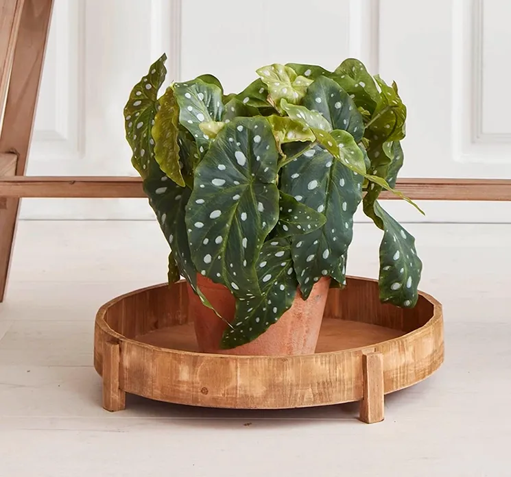 Kunstig kongebegonia plante af plast i krukke af ler vist i stuemiljø på træfad