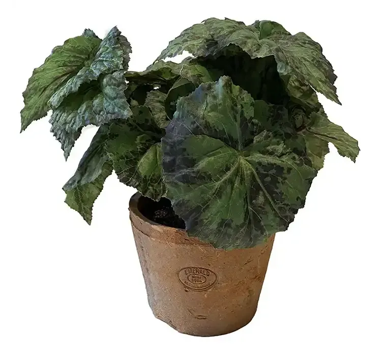 Kunstig konge begonia plante af plast i ler krukke