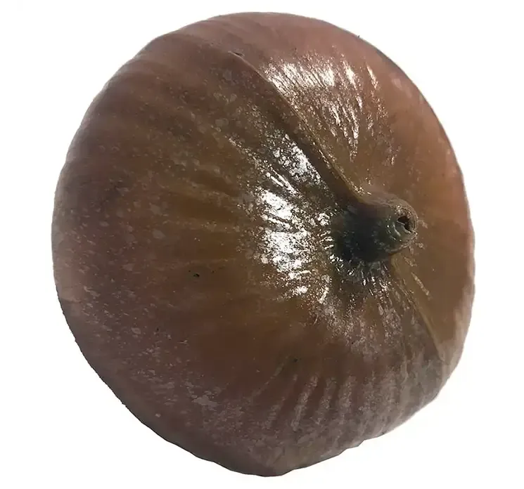 Løg i brun af plast kunstig mad bagside