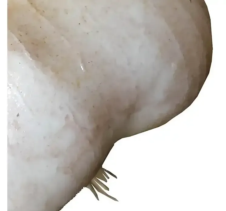 Kunstig hvidløg af plast closeup