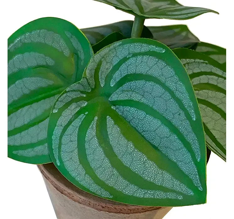 Kunstig peperomia mini plante af plast i ler krukke closeup