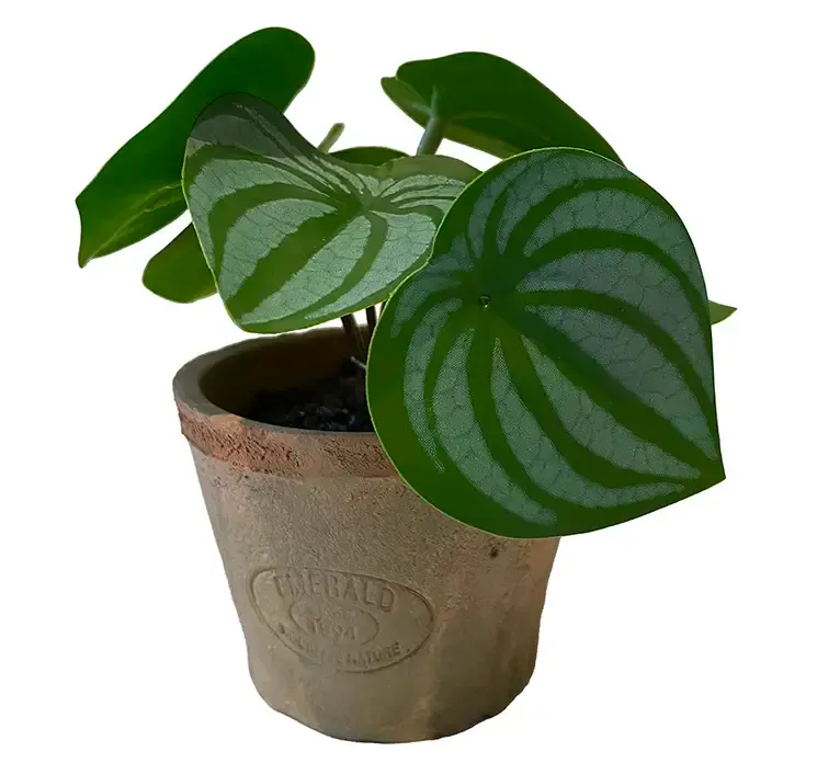 Kunstig peperomia mini plante af plast i ler krukke