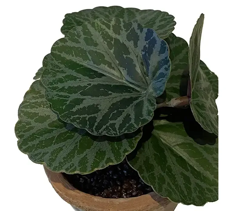 Kunstig stenbæk mini plante i ler krukke