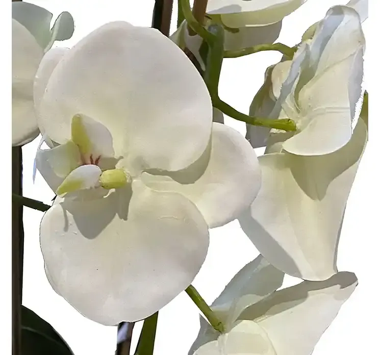 Kunstig orkide i hvid med mos og rødder closeup