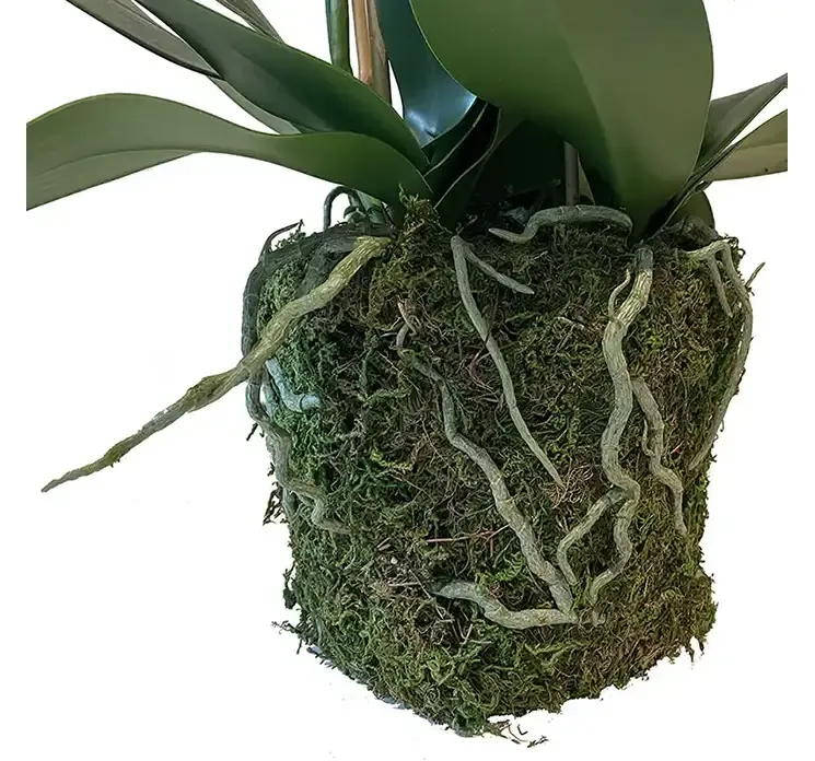 Kunstig orkide i hvid med mos og rødder closeup