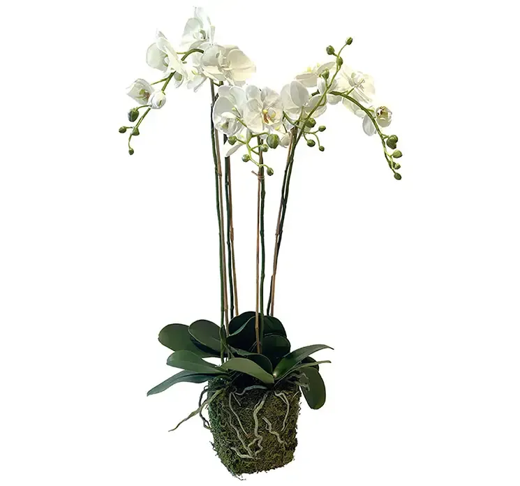 Kunstig orkide i hvid med mos og rødder