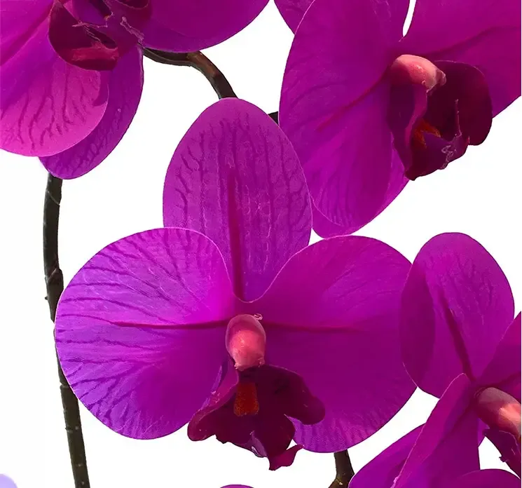 Kunstig orkide på stilk af plast i fuchsia